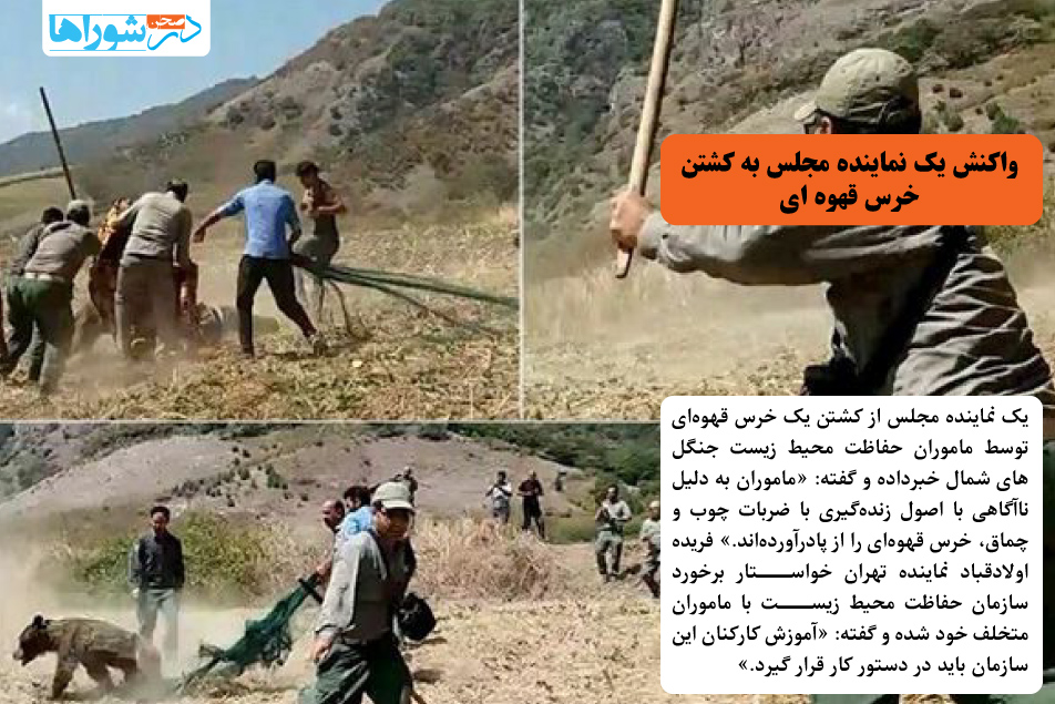 واکنش یک نماینده مجلس به کشتن خرس قهوه ای
